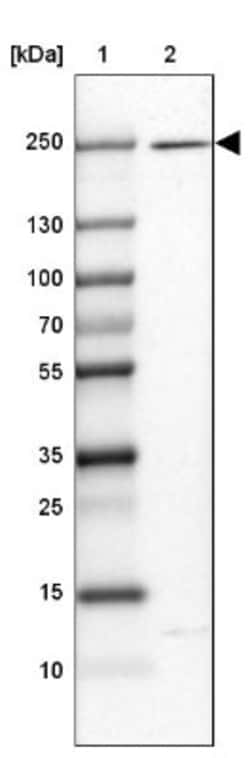 HEATR5A Antibody, Novus Biologicals:Antibodies:Primary Antibodies
