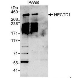 HECTD1 Antibody, Novus Biologicals 0.1mg; Unlabeled:Antibodies, Polyclonal