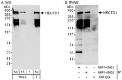 HECTD1 Antibody, Novus Biologicals 0.1mg; Unlabeled:Antibodies, Polyclonal