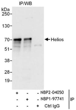 Helios Antibody, Novus Biologicals 0.1mg; Unlabeled:Antibodies, Polyclonal
