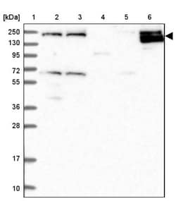 HEM1 Antibody, Novus Biologicals:Antibodies:Primary Antibodies