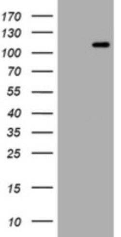 Hemogen Antibody (OTI2D7), Novus Biologicals 0.1mL; Unlabeled:Antibodies,