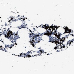 Hemogen Antibody, Novus Biologicals:Antibodies:Primary Antibodies