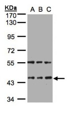 HENMT1 Antibody, Novus Biologicals 0.1mg; Unlabeled:Antibodies, Polyclonal