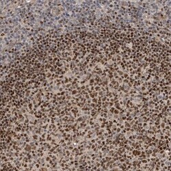 HENMT1 Antibody, Novus Biologicals 25 &mu;L | Buy Online | Novus Biologicals | Fisher Scientific