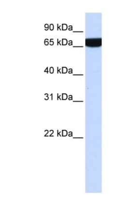 Heparan Sulfate 2-O-Sulfotransferase 1/HS2ST1 Antibody, Novus Biologicals:Antibodies:Primary