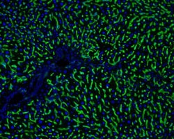 Hepatic Sinusoidal Endothelial Cells Antibody (SE-1), Novus Biologicals
