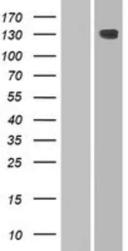 Novus Biologicals&trade;&nbsp;HEPHL1 Overexpression Lysate