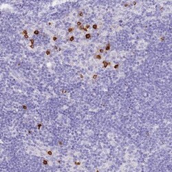 HERC1 Antibody, Novus Biologicals:Antibodies:Primary Antibodies