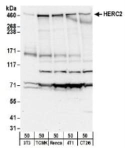 HERC2 Antibody, Novus Biologicals 100 &mu;L | Buy Online | Novus Biologicals | Fisher Scientific