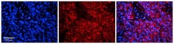 HERC5 Antibody, Novus Biologicals 0.05mg; Unlabeled:Antibodies, Polyclonal