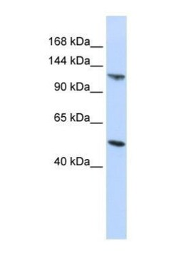 HERC5 Antibody, Novus Biologicals 0.05mg; Unlabeled:Antibodies, Polyclonal