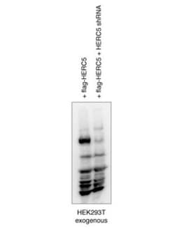 HERC5 Antibody, Novus Biologicals 0.05mg; Unlabeled:Antibodies, Polyclonal