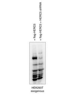 HERC6 Antibody, Novus Biologicals 100&mu;L; Unlabeled:Antibodies, Polyclonal