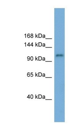 HERC6 Antibody, Novus Biologicals 100&mu;L; Unlabeled:Antibodies, Polyclonal