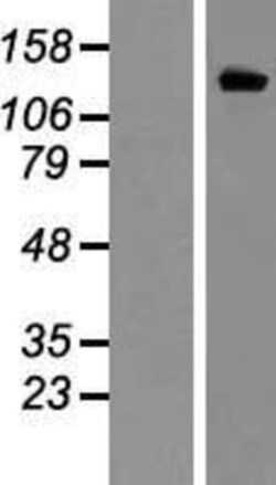 R&D Systems&trade;&nbsp;Kv11.1 Overexpression Lysate