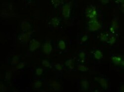 HES-1 Antibody (OTI4H1), Novus Biologicals 0.1mL; Unlabeled:Antibodies,
