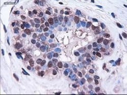 HES-1 Antibody (OTI4H1), Novus Biologicals 0.1mL; Unlabeled:Antibodies,