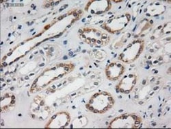 HES-1 Antibody (OTI4H1), Novus Biologicals 0.1mL; Unlabeled:Antibodies,