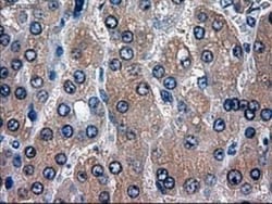 HES-1 Antibody (OTI4H1), Novus Biologicals 0.1mL; Unlabeled:Antibodies,