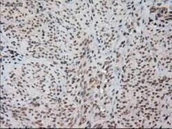 HES-1 Antibody (OTI4H1), Novus Biologicals 0.1mL; Unlabeled:Antibodies,