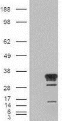 HES-1 Antibody (OTI4H1), Novus Biologicals 0.1mL; Unlabeled:Antibodies,