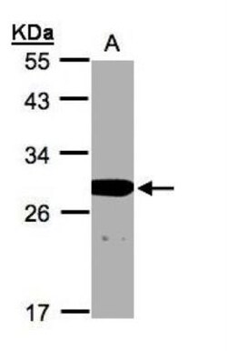 HES-1 Antibody, Novus Biologicals 100 microlitros | Buy Online | Novus Biologicals | Fisher Scientific