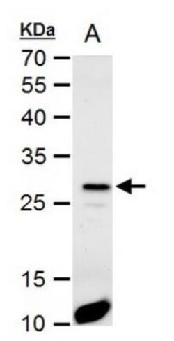 HES-1 Antibody, Novus Biologicals 100 microlitros | Buy Online | Novus Biologicals | Fisher Scientific