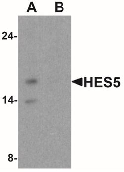 HES5 Antibody - BSA Free, Novus Biologicals 0.1mg; Unlabeled:Antibodies,