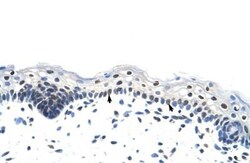 Heterogeneous Nuclear Ribonucleoprotein (A1-like) Antibody, Novus Biologicals