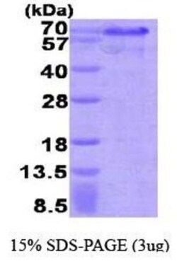 Novus Biologicals&trade;&nbsp;Recombinant Human Hexim 1 His Protein