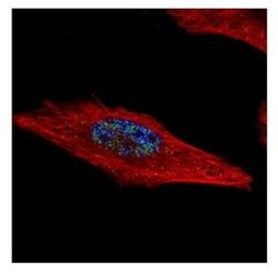 HEXIM2 Antibody, Novus Biologicals 0.1mL; Unlabeled:Antibodies, Polyclonal