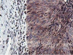 HEXO Antibody (OTI1B3), Novus Biologicals 0.1mL; Unlabeled:Antibodies,