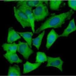 Hexokinase 1 Antibody (4D7) - BSA Free, Novus Biologicals 0.1mL; Unlabeled:Antibodies,