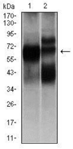 Hexosaminidase A/HEXA Antibody (3F10) - BSA Free, Novus Biologicals 0.1mL;