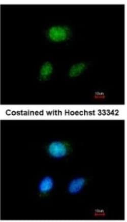 Hey L Antibody, Novus Biologicals 0.1mL; Unlabeled:Antibodies, Polyclonal