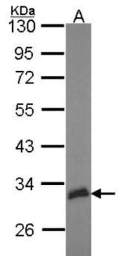 Hey L Antibody, Novus Biologicals 0.1mL; Unlabeled:Antibodies, Polyclonal