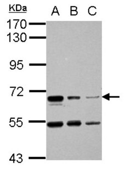 HAI-1/HGFA Inhibitor 1 Antibody, Novus Biologicals 0.1mL; Unlabeled:Antibodies,