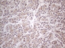HGF Antibody (OTI1D2), Novus Biologicals 0.1 mL | Buy Online | Novus Biologicals | Fisher Scientific