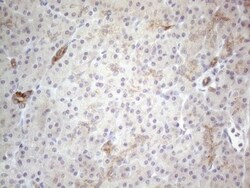 HGF Antibody (OTI1D2), Novus Biologicals 0.1 mL | Buy Online | Novus Biologicals | Fisher Scientific