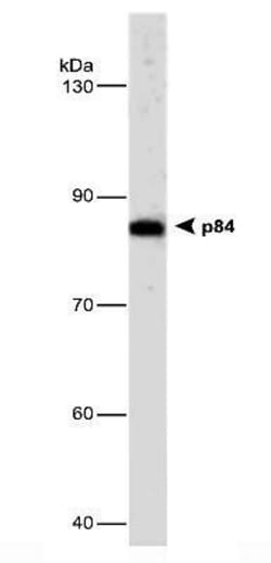 hHpr1-p84-Thoc1 Antibody (5E10), Novus Biologicals 0.1mg; Unlabeled:Antibodies,