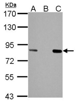 hHpr1-p84-Thoc1 Antibody (5E10), Novus Biologicals 0.1mg; Unlabeled:Antibodies,