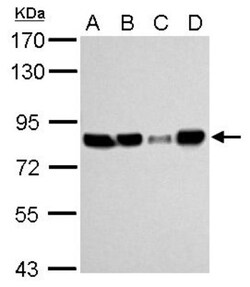 hHpr1-p84-Thoc1 Antibody (5E10), Novus Biologicals 0.1mg; Unlabeled:Antibodies,