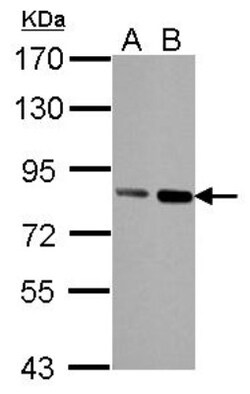 hHpr1-p84-Thoc1 Antibody (5E10), Novus Biologicals 0.1mg; Unlabeled:Antibodies,