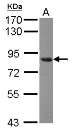 hHpr1-p84-Thoc1 Antibody (5E10), Novus Biologicals 0.1mg; Unlabeled:Antibodies,