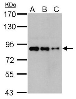 hHpr1-p84-Thoc1 Antibody (5E10), Novus Biologicals 0.1mg; Unlabeled:Antibodies,