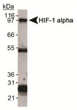 Novus Biologicals HIF-1 alpha Antibody Packs 4 vials:Antibodies