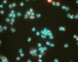 HIF-1 alpha Antibody (ESEE122), Novus Biologicals 0.1mL; Unlabeled:Antibodies,