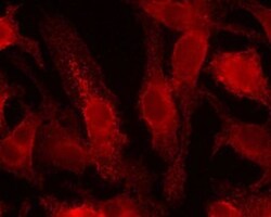 HIF-1 alpha Antibody (ESEE122), Novus Biologicals 0.1mL; Unlabeled:Antibodies,