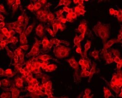 HIF-1 alpha Antibody (ESEE122), Novus Biologicals 0.1mL; Unlabeled:Antibodies,